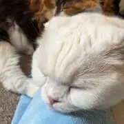 にゃ