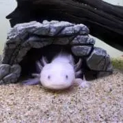 クリネックス