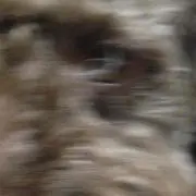 わの画像
