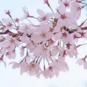 むんぽこ