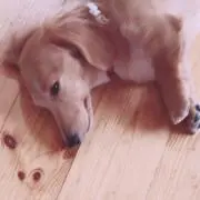 ももちゃんの画像