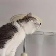 Aimieeの画像