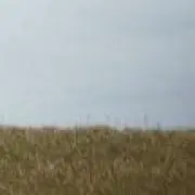 ににの画像
