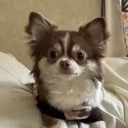 デル☆ピエロ