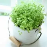 まめきょん