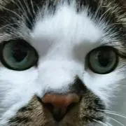 まーく