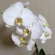 やんぺの画像