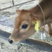 ちゃんコロ