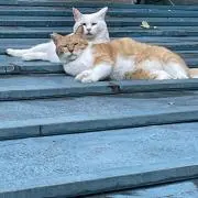 猫猫ホッピーの画像