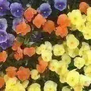 ［必読プロ］さくらの画像