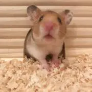 さくの画像
