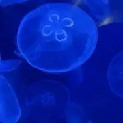 海乃幸の画像