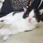 たま