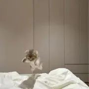 猫チャンの画像