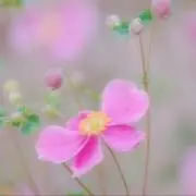 Kの画像