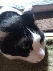 はなの画像