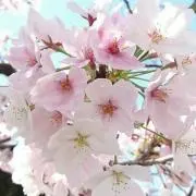 sakura☆まとめ買い大歓迎！の画像