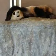 ひまじんの画像