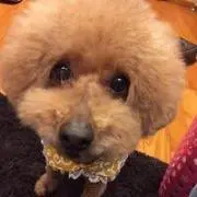 Aの画像
