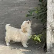 ぽっぽの画像