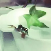 りんちょ