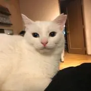 akiraの画像
