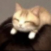 cocoの画像