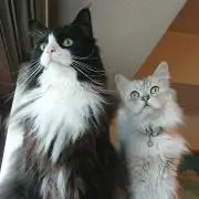 Kiraraの画像
