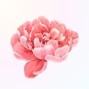 Momorinの画像