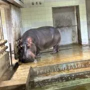 パンダの画像