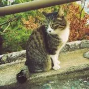 もふの画像