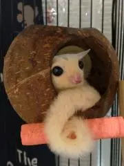 今年も宜しくお願いします☆くりぼ〜の画像