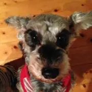 シュナプー