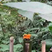 ゆきやなぎの画像