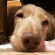 あおあお