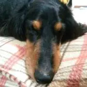 マナティー
