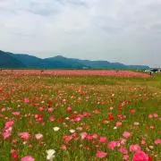 puuの画像