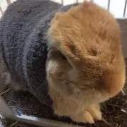 うさみみ♪の画像
