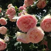 さなさな