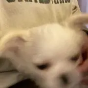 もんろーの画像