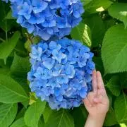 【値下げ依頼歓迎^_−☆】umi