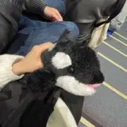 しゃちの画像