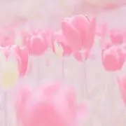 ゆずの画像