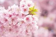 sakura_railの画像