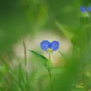 スマイルの画像