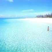 こたまの画像