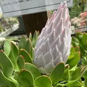 うえっこ★プロフ必読の画像