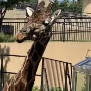 フジの画像