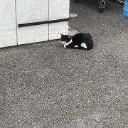 うるすけ