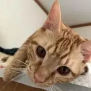 ★ブラック★の画像